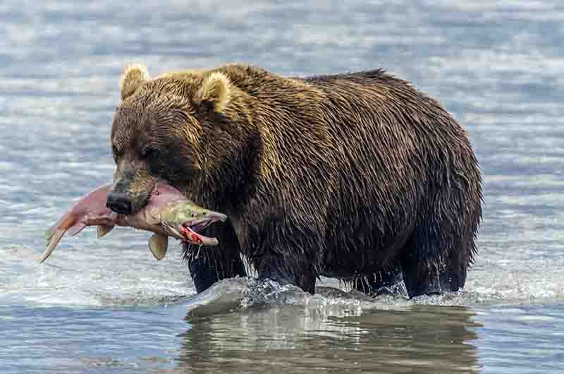 Oso Pardo - Kamchatka - Rusia 21.jpg